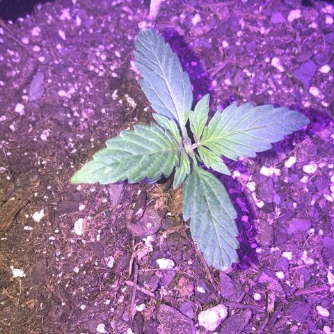 Red Super Skunk growlog timeline photo