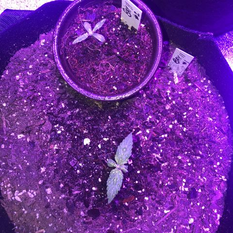 Bay 11 #1 growlog timeline photo