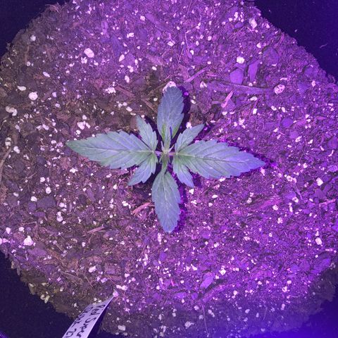 Red Super Skunk growlog timeline photo