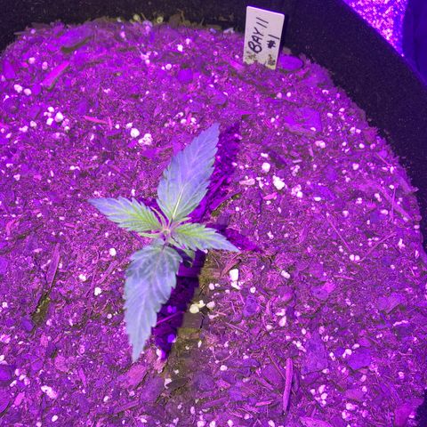 Bay 11 #1 growlog timeline photo