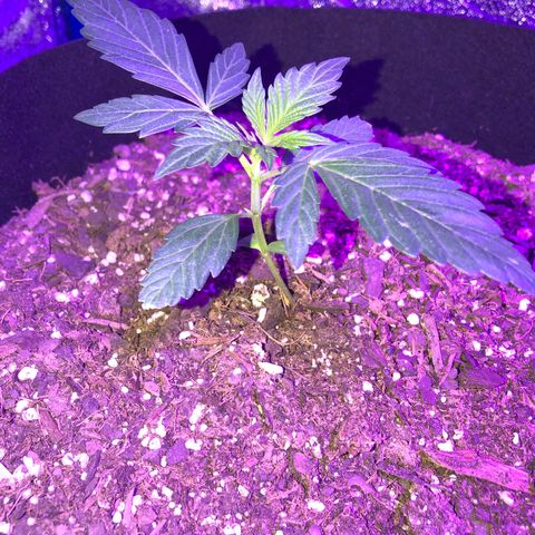 Red Super Skunk growlog timeline photo