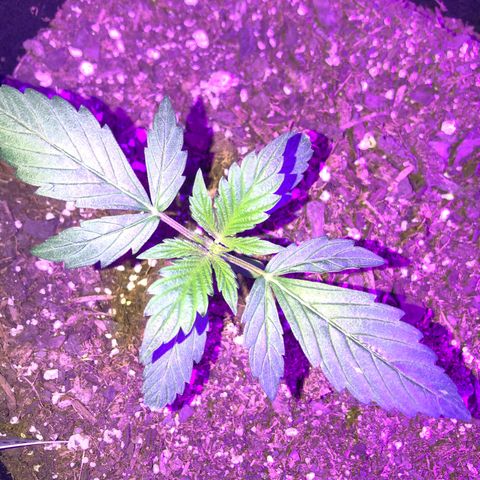 Red Super Skunk growlog timeline photo