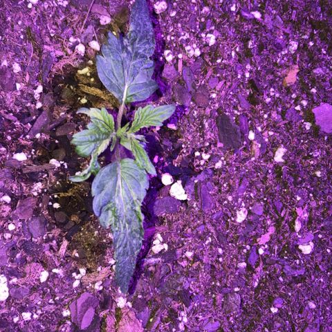 Bay 11 #1 growlog timeline photo