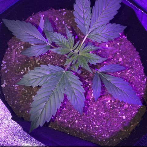 Red Super Skunk growlog timeline photo