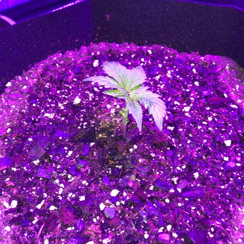 Bay 11 #1 growlog timeline photo