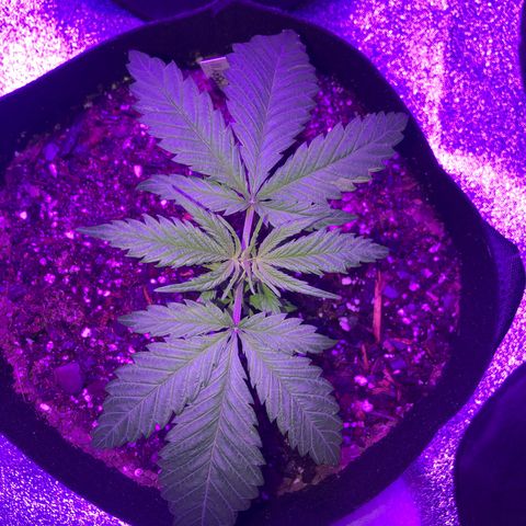 Bay 11 #1 growlog timeline photo
