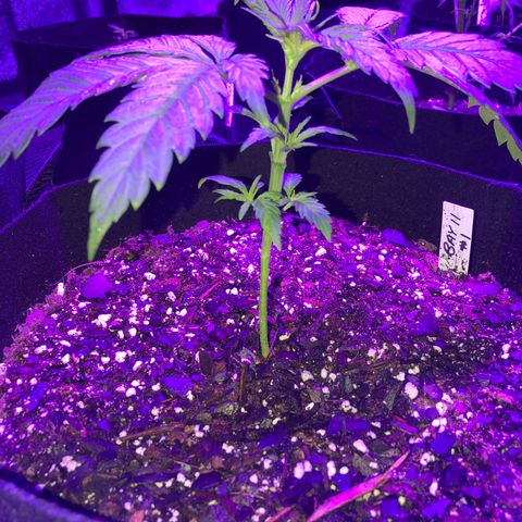 Bay 11 #1 growlog timeline photo