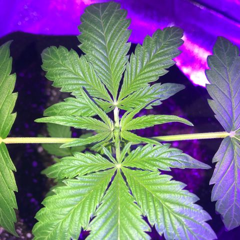 Red Super Skunk growlog photo: Looks like she is about to go into flower