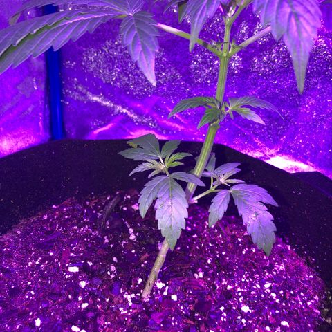 Red Super Skunk growlog photo: Looks like she is about to go into flower