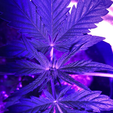Red Super Skunk growlog timeline photo