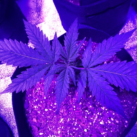 Bay 11 #1 growlog timeline photo