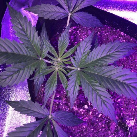 Red Super Skunk growlog timeline photo