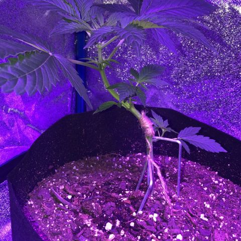 Red Super Skunk growlog timeline photo
