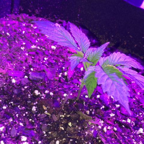 Bay 11 #1 growlog timeline photo