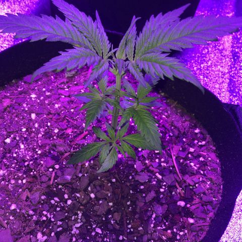 Bay 11 #1 growlog timeline photo