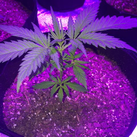 Bay 11 #1 growlog timeline photo