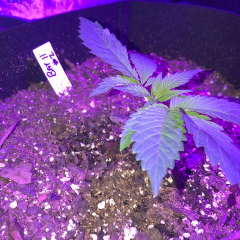 Bay 11 #1 growlog timeline photo