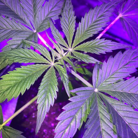 Red Super Skunk growlog timeline photo
