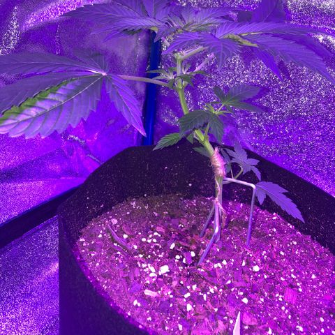 Red Super Skunk growlog timeline photo