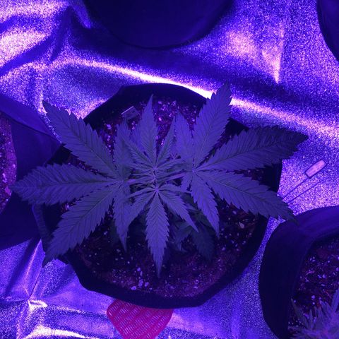 Bay 11 #1 growlog timeline photo