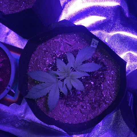Bay 11 #1 growlog timeline photo