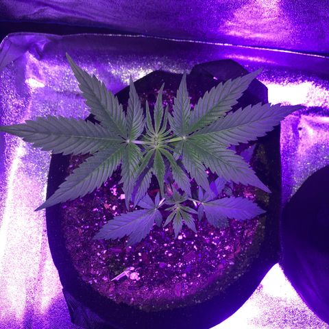 Red Super Skunk growlog timeline photo