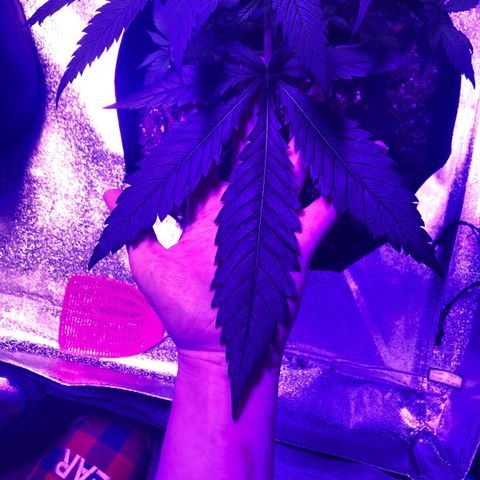 Bay 11 #1 growlog timeline photo