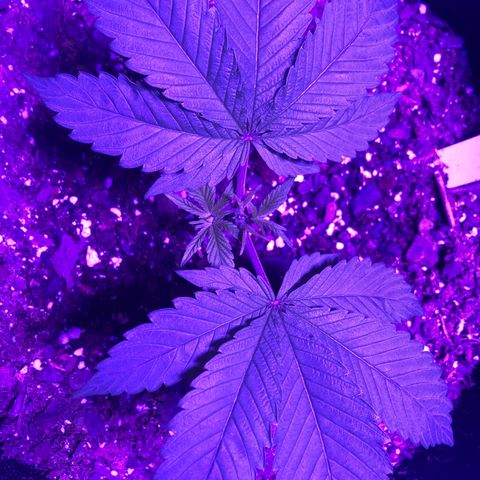 Bay 11 #1 growlog timeline photo