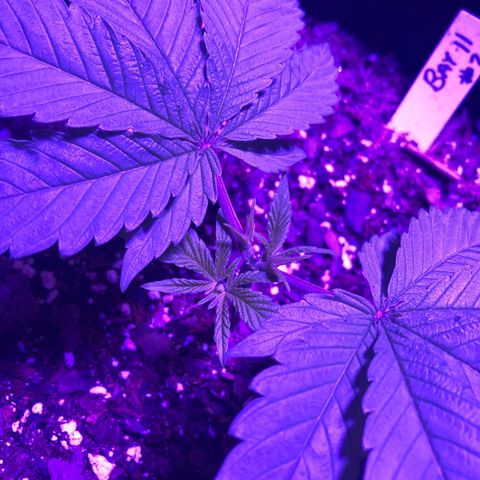 Bay 11 #1 growlog timeline photo