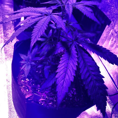 Bay 11 #1 growlog timeline photo