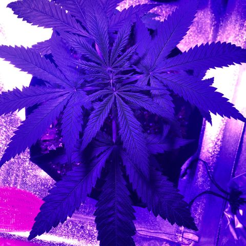 Bay 11 #1 growlog timeline photo