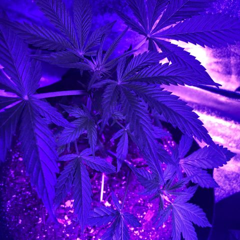 Red Super Skunk growlog photo: Going into flower 