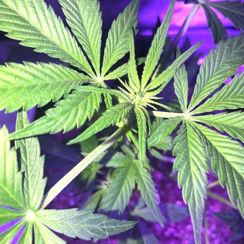 Red Super Skunk growlog photo: Going into flower 