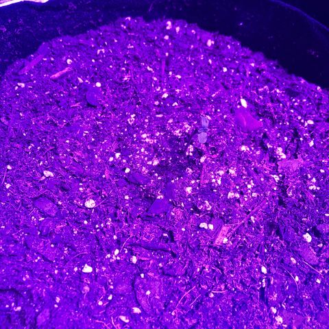  Acapulco Gold growlog timeline photo