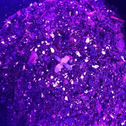  Acapulco Gold growlog timeline photo