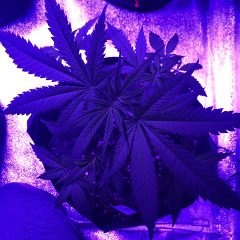 Bay 11 #1 growlog timeline photo