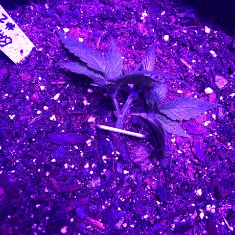 Bay 11 #1 growlog timeline photo