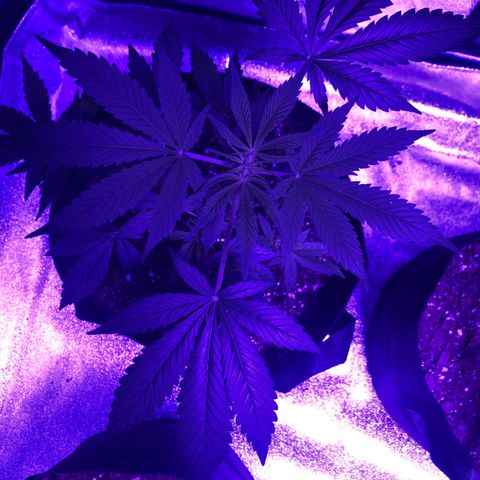 Red Super Skunk growlog timeline photo
