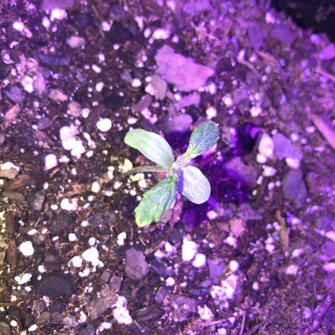 Acapulco Gold growlog timeline photo