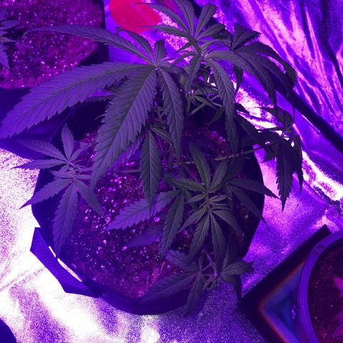 Bay 11 #1 growlog timeline photo