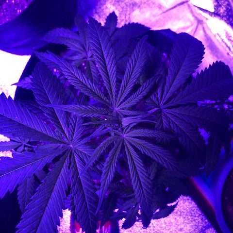 Bay 11 #1 growlog timeline photo
