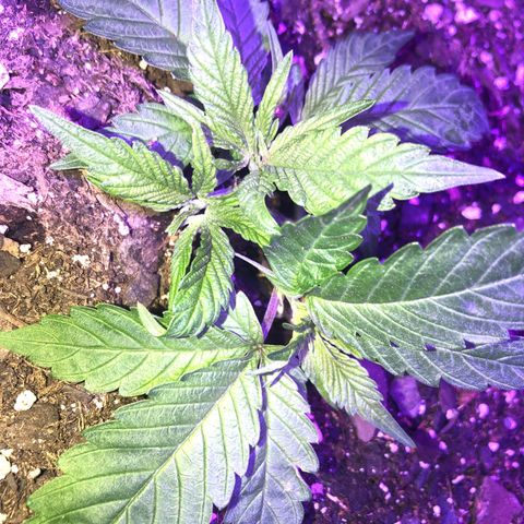 Bay 11 #1 growlog timeline photo