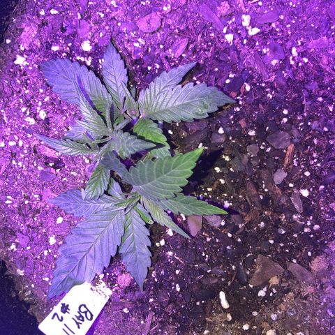 Bay 11 #1 growlog timeline photo