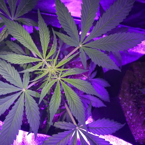 Red Super Skunk growlog timeline photo