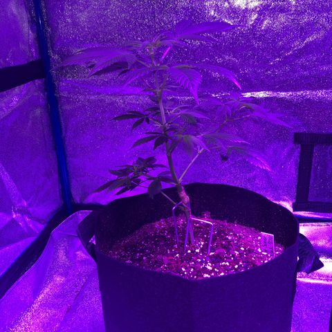 Red Super Skunk growlog timeline photo