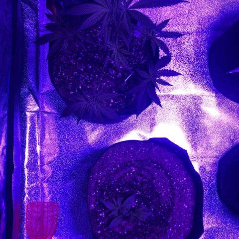 Bay 11 #1 growlog timeline photo