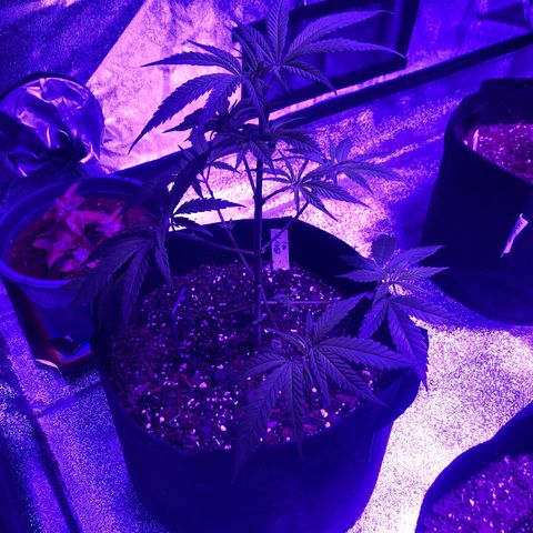Bay 11 #1 growlog timeline photo