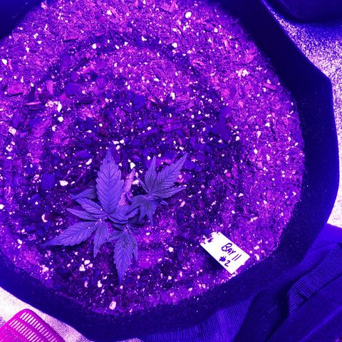 Bay 11 #1 growlog timeline photo