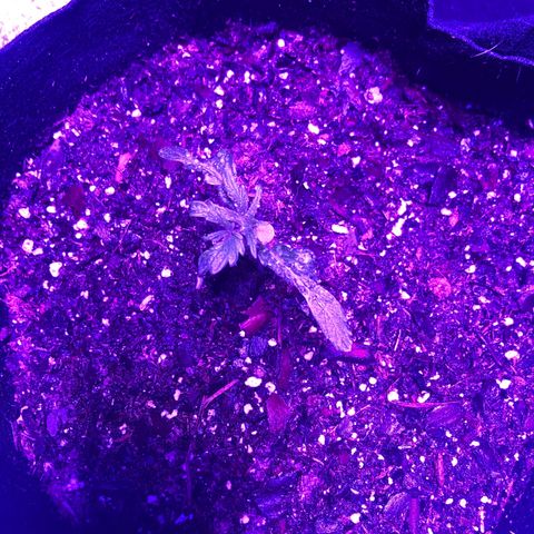  Acapulco Gold growlog timeline photo