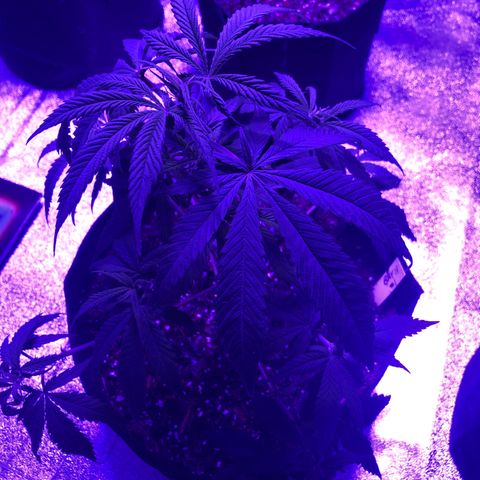 Bay 11 #1 growlog timeline photo